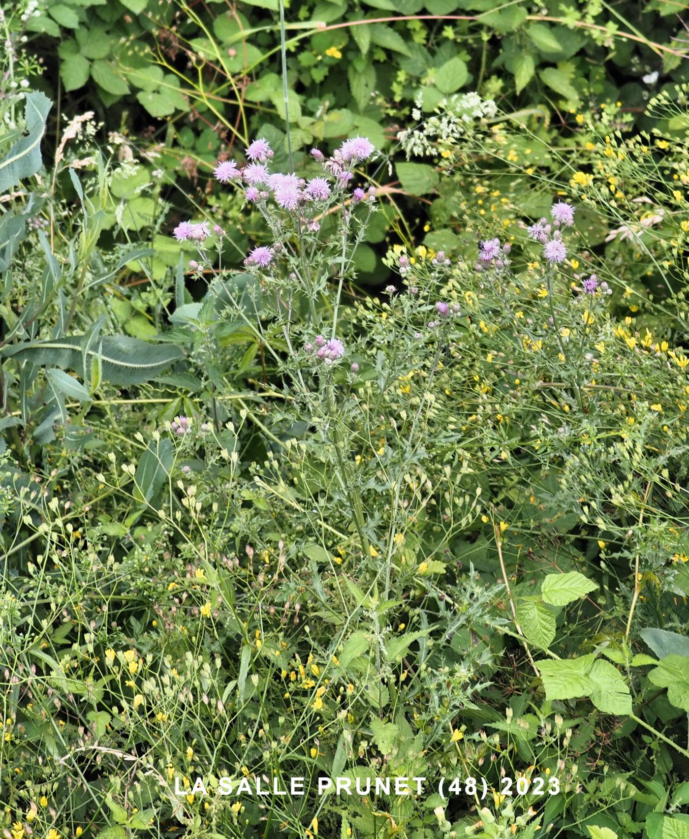 Thistle, Creeping plant